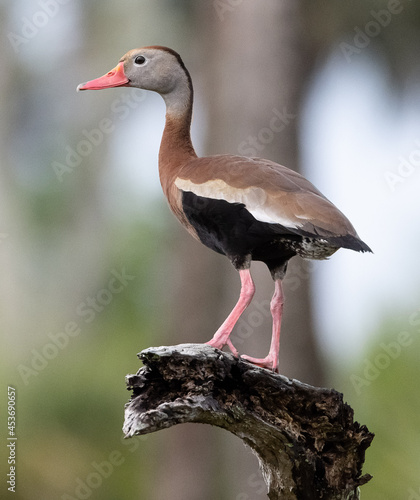 black bellied whistling duck