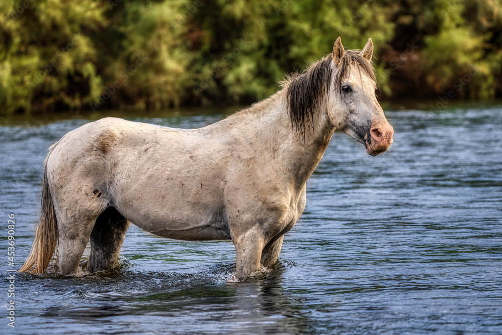 Salt River Wild Horses Salt River Wild Horses
