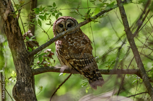 Barred Owl Hiding in the Foliage on Oklahoma
