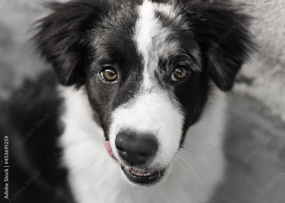Fototapeta premium border collie dog puppy