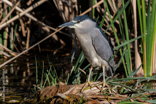 A Black-crowned Night Heron Patiently Waiting for Unsuspecting Prey © Kerry Hargrove