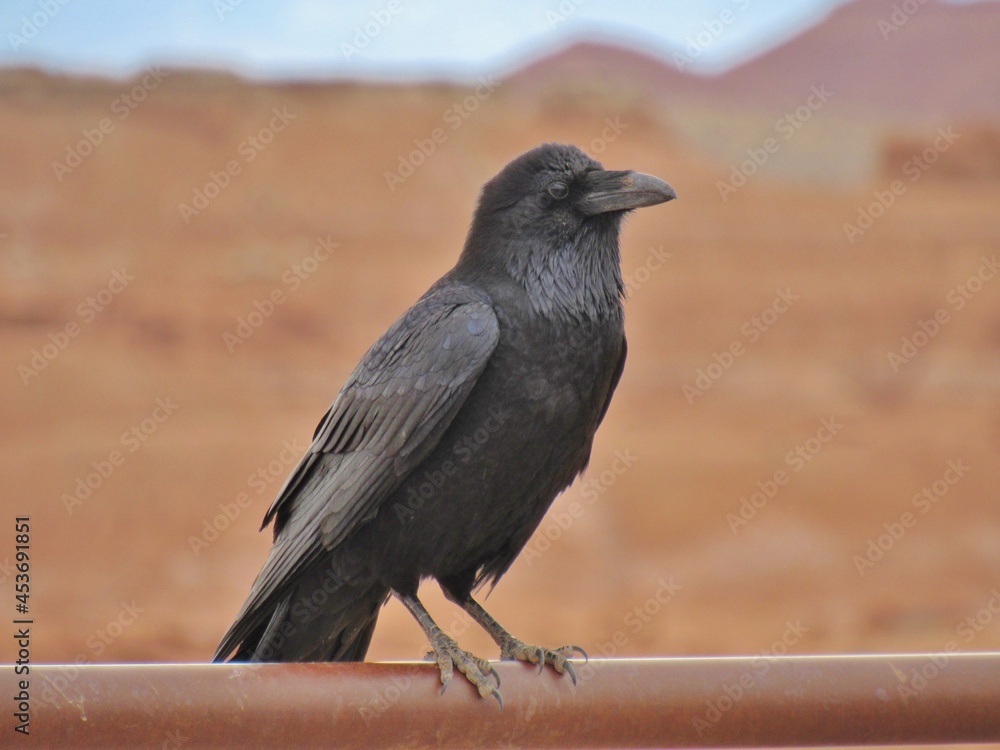 Fototapeta premium Crow on Rail with Red Rock
