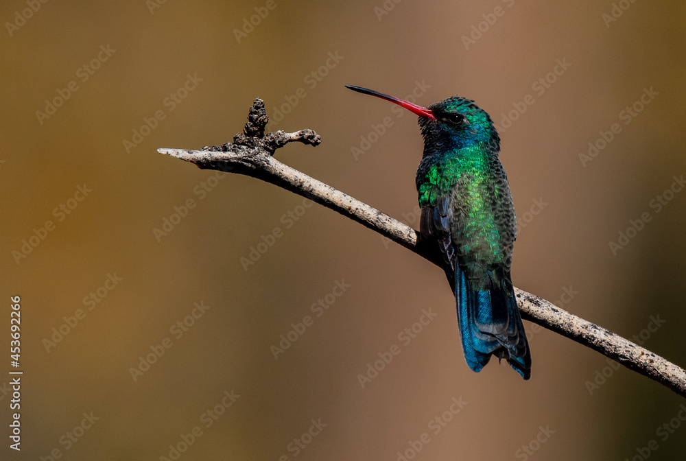 Fototapeta premium A Male Broad-billed Hummingbird Perched on a Branch in Arizona