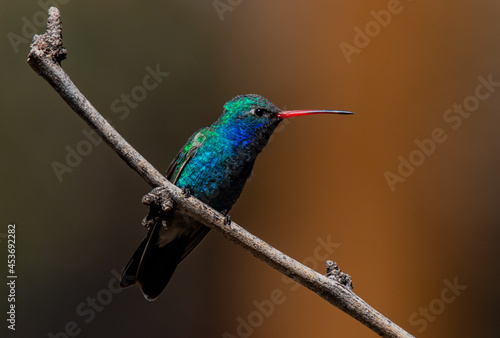 A Male Broad-billed Hummingbird Perched on a Branch in Arizona