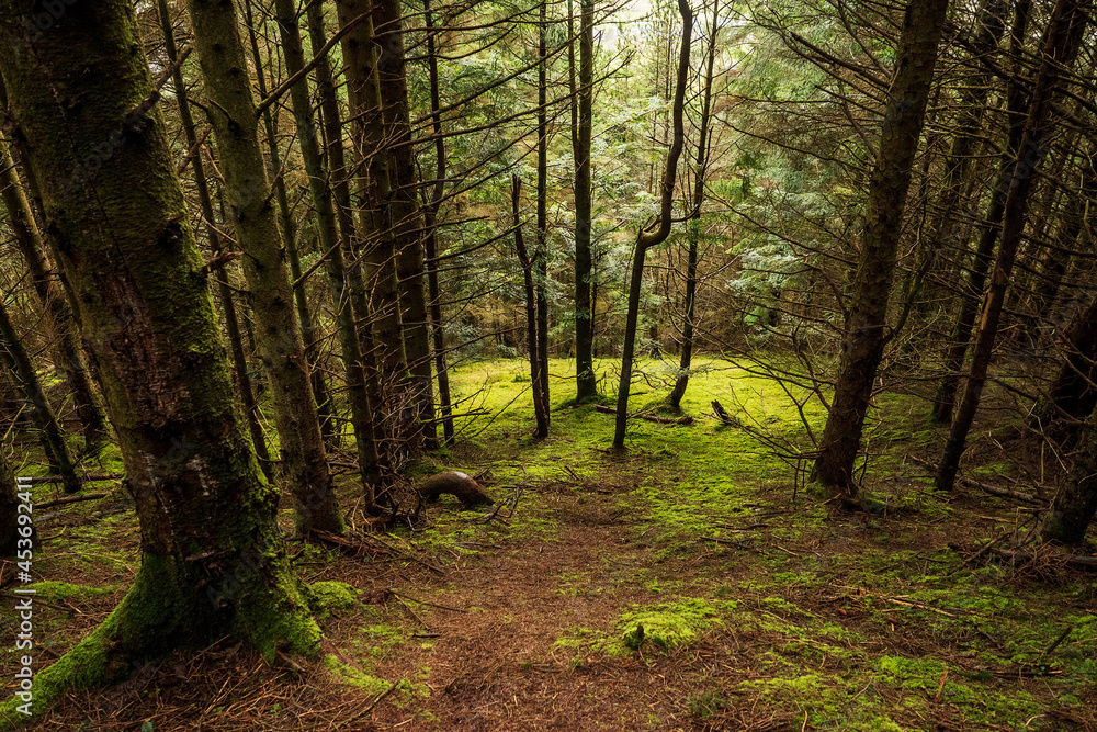 Obraz premium Dense trees in a forest, county Sligo, Ireland. Nature background. Green and red colors.