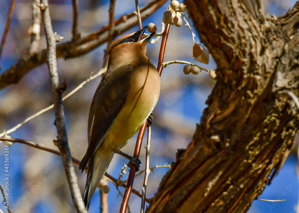 A Beautiful Cedar Waxwing Grabbing a Quick Bite to Eat A Beautiful Cedar Waxwing Grabbing a Quick Bite to Eat