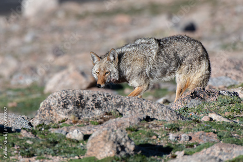 A Coyote in the High Rocky Mountains in Colorado 