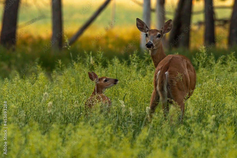 A Mother White-tailed Deer Doe with Fawn A Mother White-tailed Deer Doe with Fawn