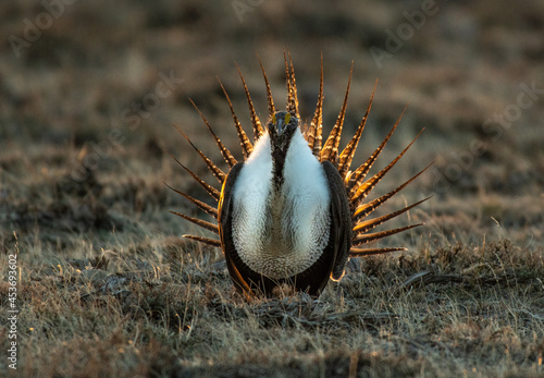 Greater sage-grouse and Mating Display at Lek