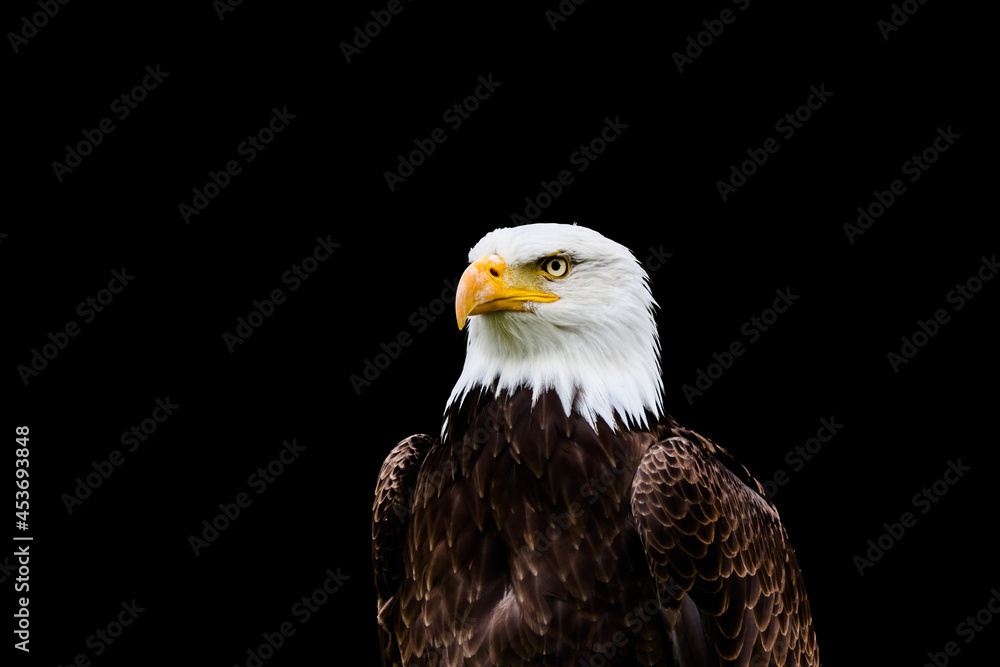 Fototapeta premium Bald eagle in portrait against a black background