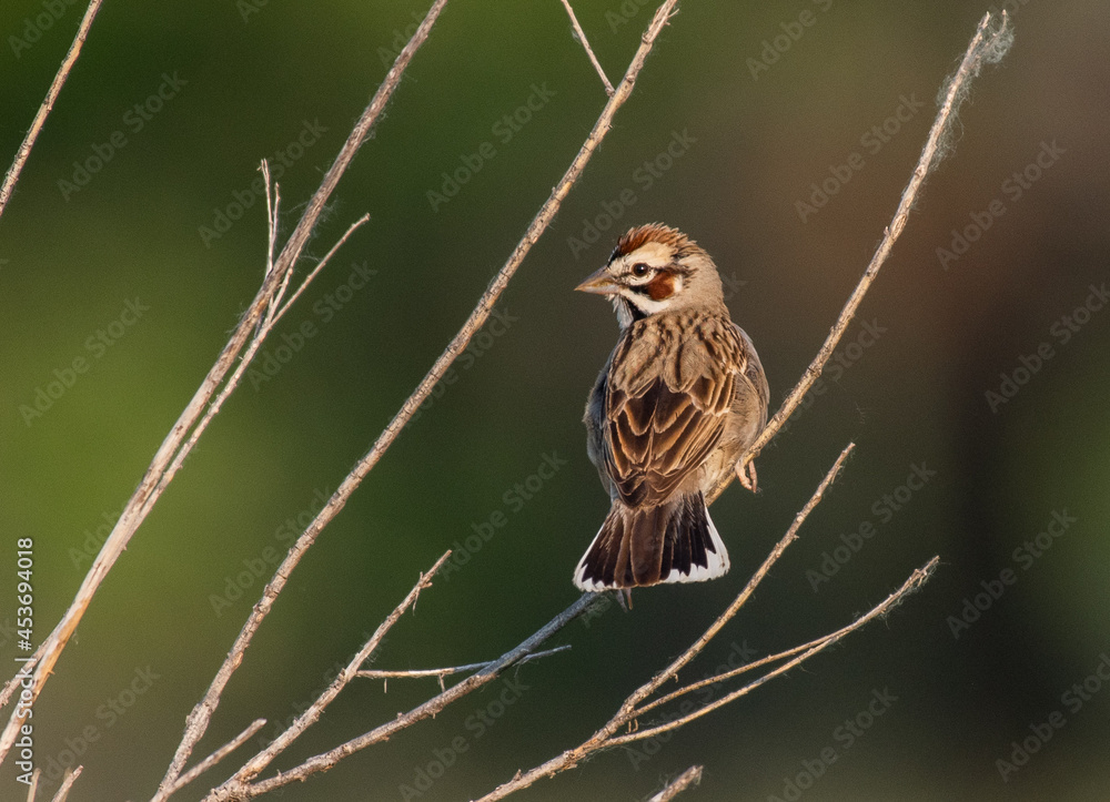 A Beautiful Lark Sparrow Perched on a Branch on a Spring Morning A Beautiful Lark Sparrow Perched on a Branch on a Spring Morning