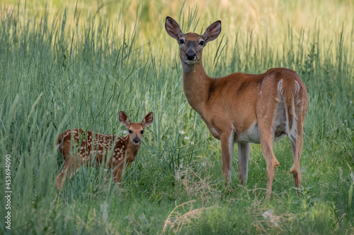 Slika na platnu A White-tailed Deer Mother with Baby Fawn