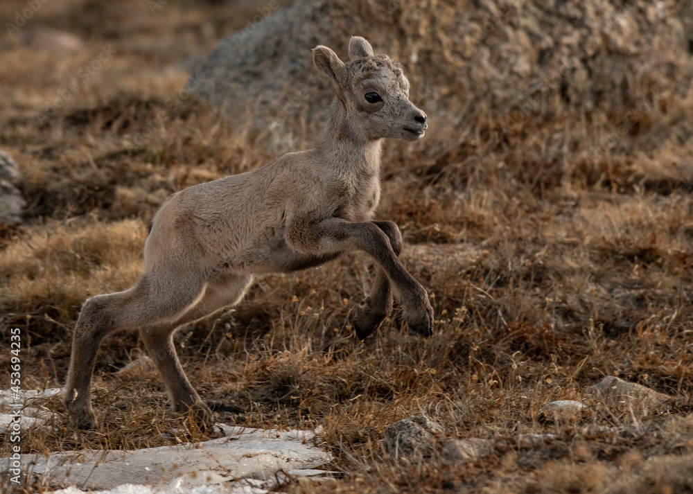 Adorable Bighorn Sheep Lamb in the High Mountains of Colorado Adorable Bighorn Sheep Lamb in the High Mountains of Colorado