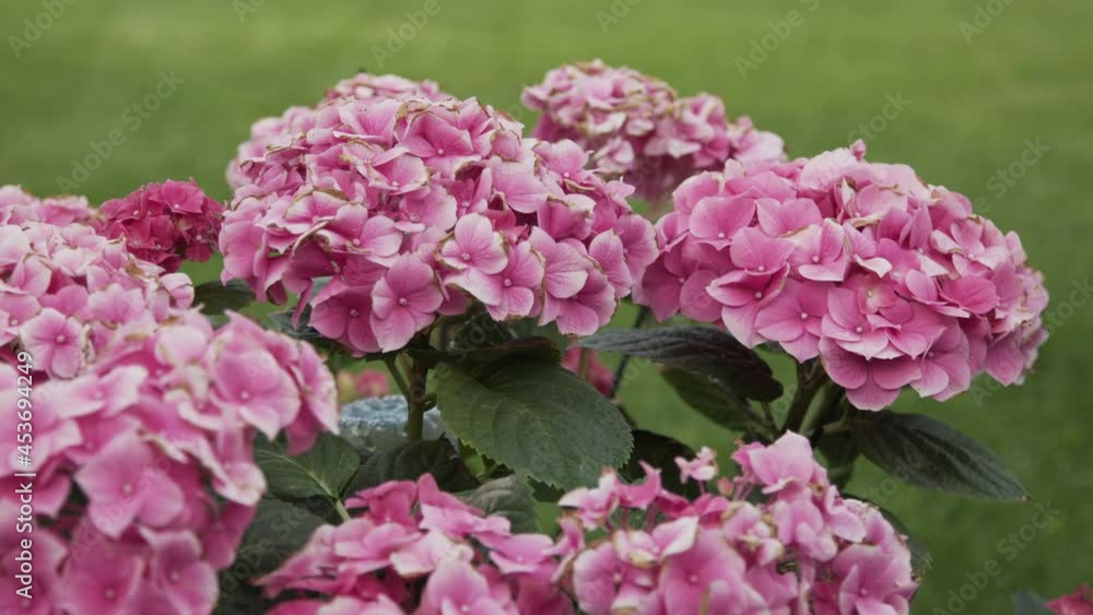 Hydrangea flower blooming in spring and summer in a garden. Hydrangea macrophylla, a colourful beautiful bush of hortensia flowers on background of green grass Hydrangea flower blooming in spring and summer in a garden. Hydrangea macrophylla, a colourful beautiful bush of hortensia flowers on background of green grass