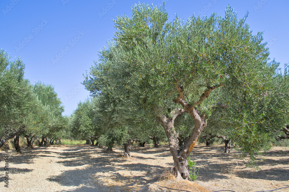 The road along the fields with olive trees on a summer sunny day The road along the fields with olive trees on a summer sunny day