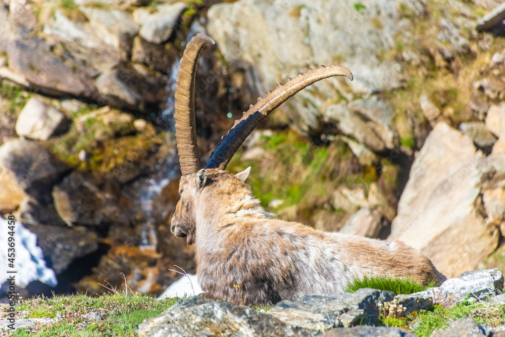 Alpine ibex in the mountains of Gran Paradiso National Park in Piedmont, Italy Alpine ibex in the mountains of Gran Paradiso National Park in Piedmont, Italy