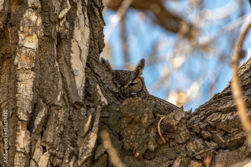 A Well Hidden Great Horned Owl  photo