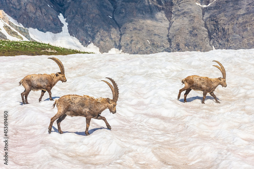 Beautiful Alpine ibex in the snowy mountains of Gran Paradiso National Park, Italy © Stefano Zaccaria