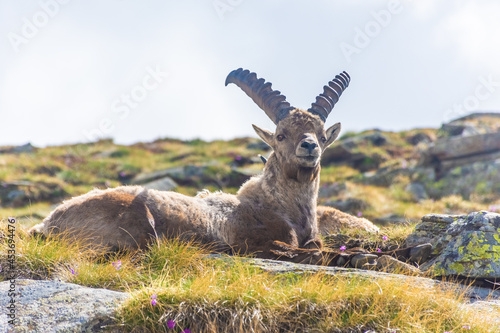 Beautiful Alpine ibex in the snowy mountains of Gran Paradiso National Park  Italy