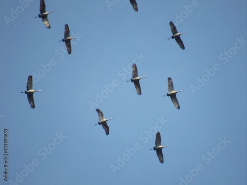 Flock of Sandhill Cranes Flying Overhead Blue Grey Sky