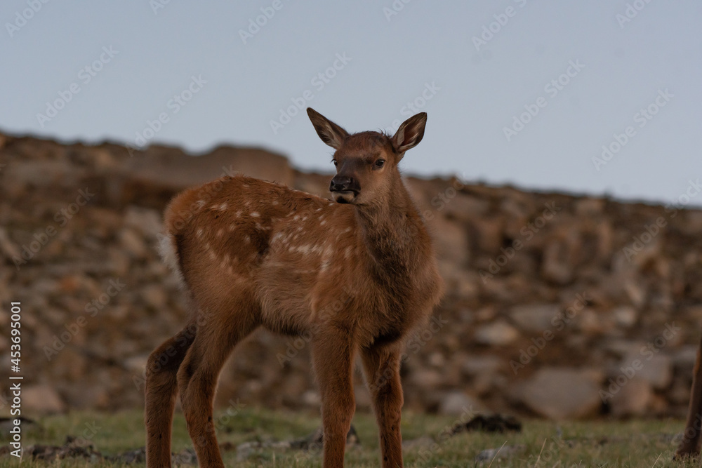 An Adorable Elk Calf Posing in an Alpine Meadow An Adorable Elk Calf Posing in an Alpine Meadow