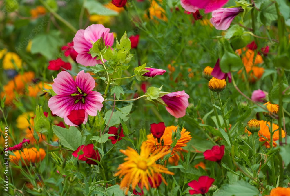 Magenta coloured mallow trifida with vivid green eye, growing in a garden near Chipping Campden in the Cotswolds, Gloucestershire, UK Magenta coloured mallow trifida with vivid green eye, growing in a garden near Chipping Campden in the Cotswolds, Gloucestershire, UK