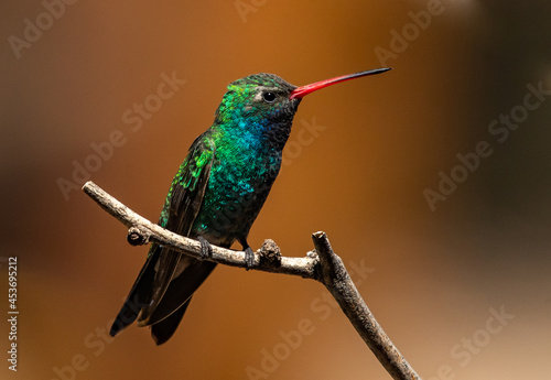 A Beautiful Broad-billed Hummingbird Perched on a Branch © Kerry Hargrove