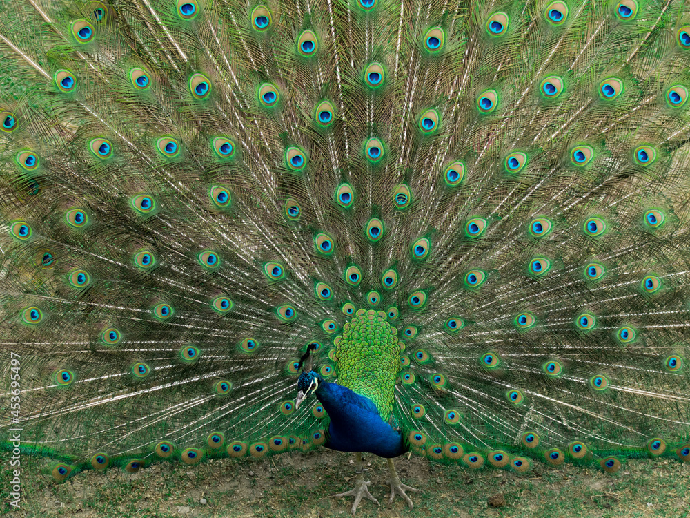 Obraz premium En el campo