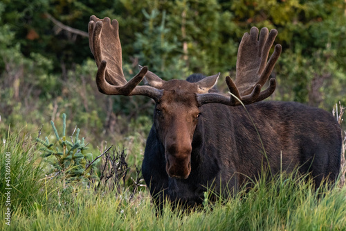 A Large Bull Moose in Velvet Antlers Roaming through the Colorado Mountains © Kerry Hargrove
