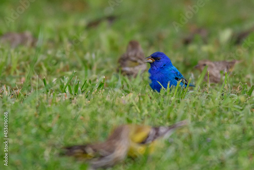 A BEautiful Indigo Bunting Foraging on the Ground