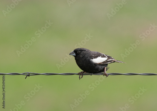 A Male Lark Bunting Perched on a Barbed Wire Fence
