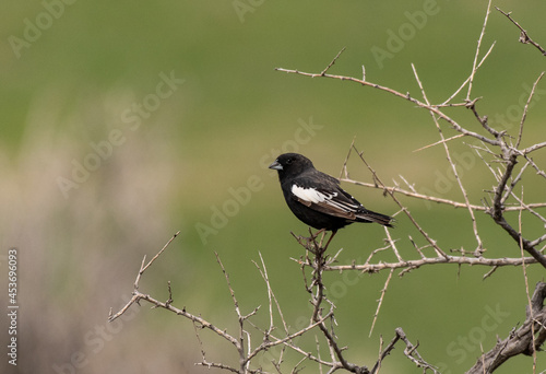 A Male Lark Bunting Perched on a Branch in the Plains of Colorado