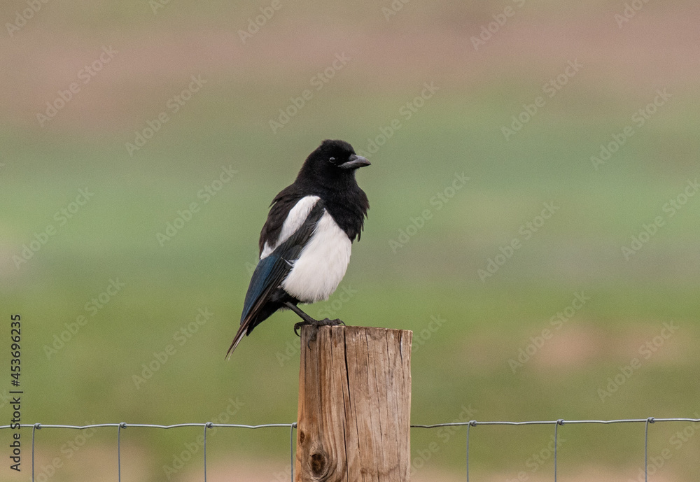 Obraz premium A Black-billed Magpie Missing its Tail Feathers