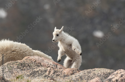 A Mountain Goat lamb (kid) Jumbpin for Joy 