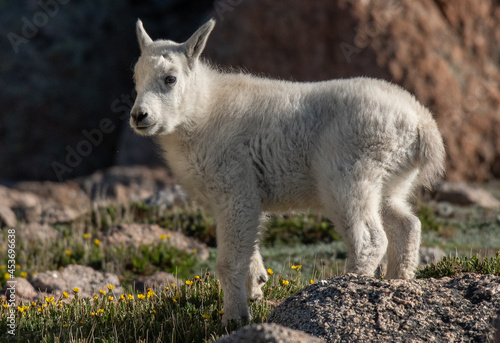 A Mountain Goat Lamb in an Mountain Meadow