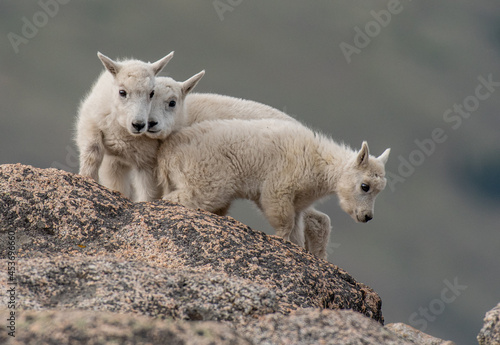 Mountain Goat Kid Triplets in the Rocky Mountains of Colorado