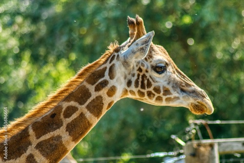 Głowa żyrafy z profilu na zielonym rozmytym tle, zwierzę w ogrodzie zoologicznym