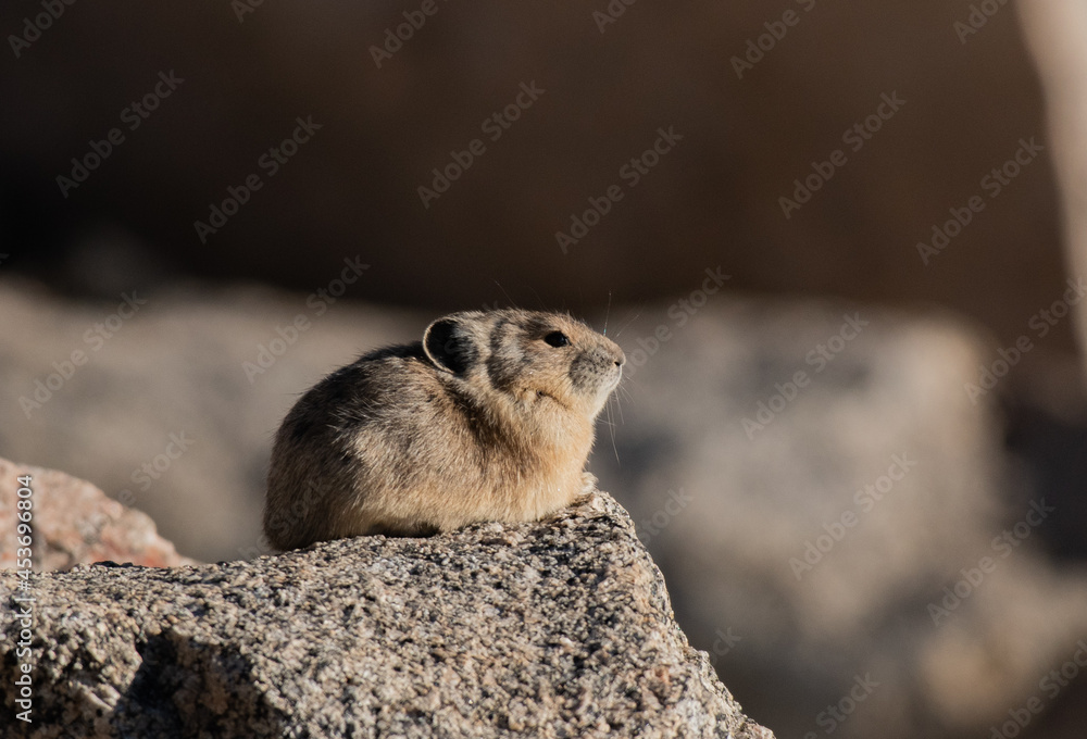 An American Pika in Talus at High Altitude An American Pika in Talus at High Altitude