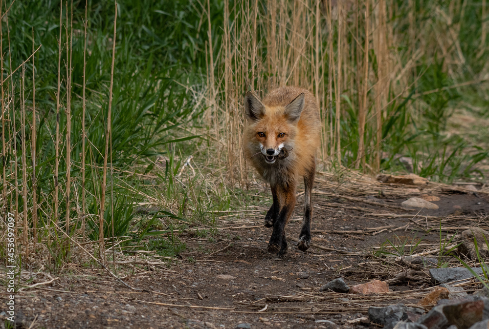 Fototapeta premium A Red Fox with a Vole in its Mouth