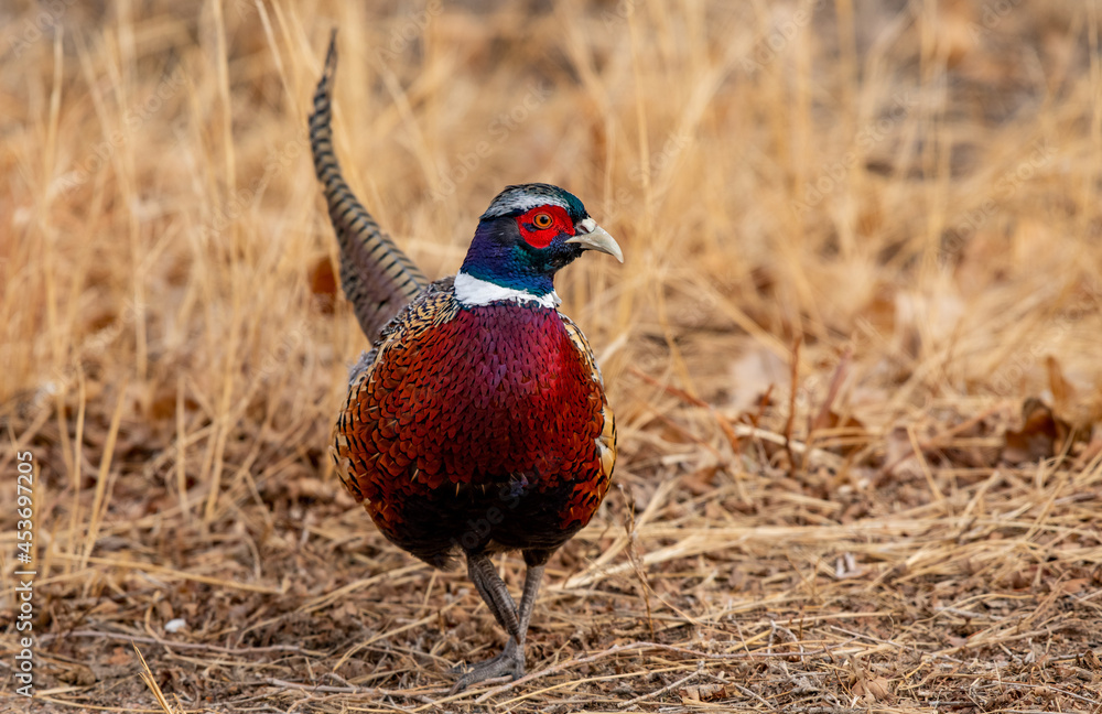 Fototapeta premium A Beautiful Ring-necked Pheasant Foraging for Food in Autumn