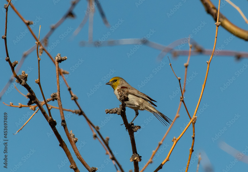 Naklejka premium A Verdin Perched on top of a Bush