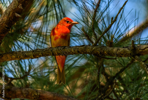 Molting Summer Tanager Perched in an Evergreen