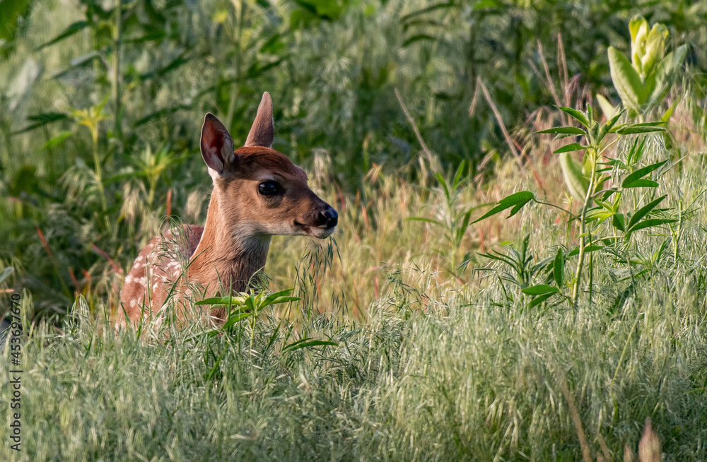 An Adorable White-tailed Deer Fawn on a Spring Morning An Adorable White-tailed Deer Fawn on a Spring Morning