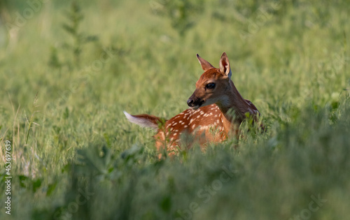 An Adorable White-tailed Deer Fawn on a Spring Morning © Kerry Hargrove