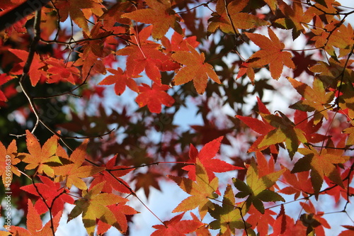 モミジと紅葉！色とりどりの日本の自然
