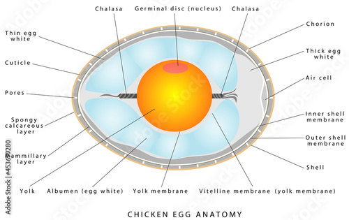 Chicken egg anatomy. The internal structure of a bird egg. Bird anatomy. Bird, chicken egg anatomy. Egg embryo anatomy. Detailed birds and chicken reproduction. Simple annotated. White background photo