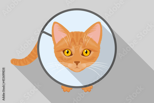 Funny ginger cat wearing protective Elizabethan collar