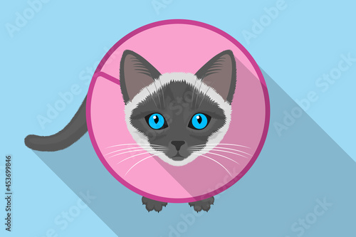 Funny gray cat wearing protective Elizabethan collar