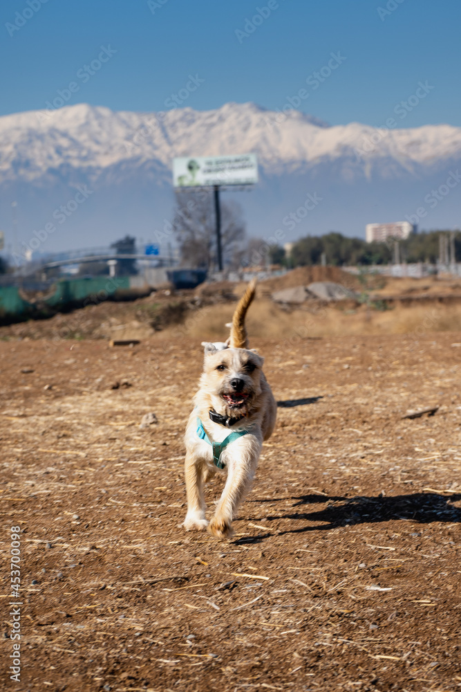 perritos felices Stock Photo | Adobe Stock
