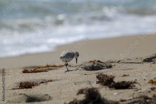 Bird on beach
